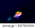 宇宙の中にいるように魚を撮影 93793404