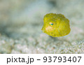 コンゴフグの幼魚 93793407