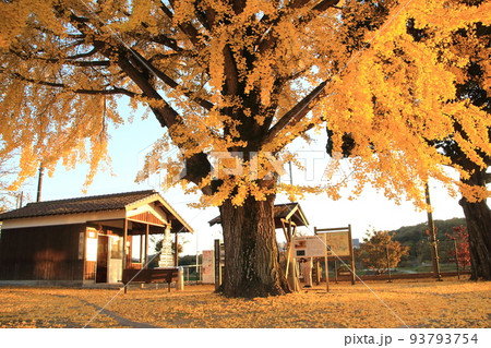 黄葉が進み北条鉄道網引駅前の大銀杏の落葉により黄色い絨毯が広がる 93793754