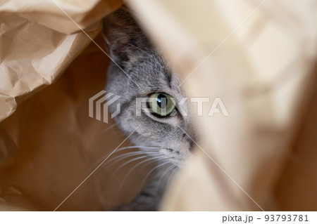 紙袋に入った猫 サバトラ猫 紙袋に入った猫 サバトラ猫 93793781