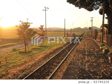 北条鉄道網引駅のプラットホームと線路に銀杏の落葉により黄色い絨毯が広がる 93794320