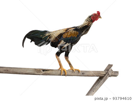 cock standing isolated on white with clipping path 93794610