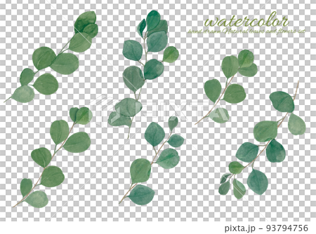Eucalyptus populus round leafy branch foliage 93794756