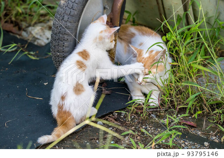 母猫と子猫~親孝行~ 母猫と子猫~親孝行~ 93795146