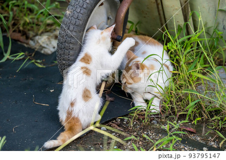 母猫と子猫～逆ダメでしょっ～ 93795147