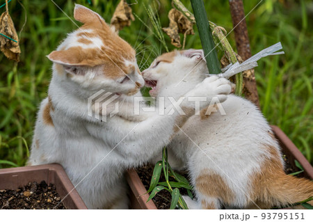 母猫と子猫~親子喧嘩~ 母猫と子猫~親子喧嘩~ 93795151