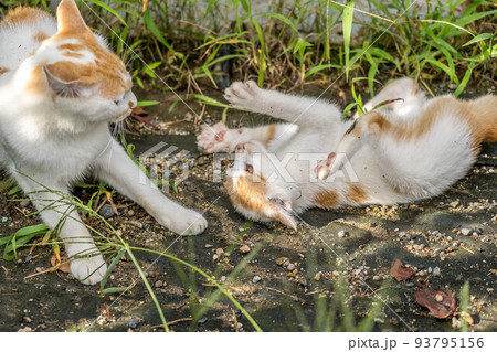 母猫と子猫～ねえねえ～ 93795156