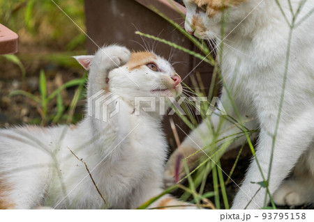 母猫と子猫～子猫パンチ～ 93795158