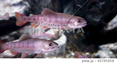 渓流の女王とも称されるヤマメ(山女魚) 渓流の女王とも称されるヤマメ(山女魚) 93795858