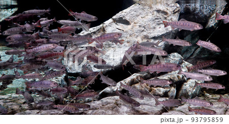 渓流の女王とも称されるヤマメ(山女魚) 渓流の女王とも称されるヤマメ(山女魚) 93795859