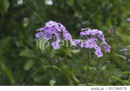 Paniculate phlox (garden phlox) in bloom, close up shot 93796079