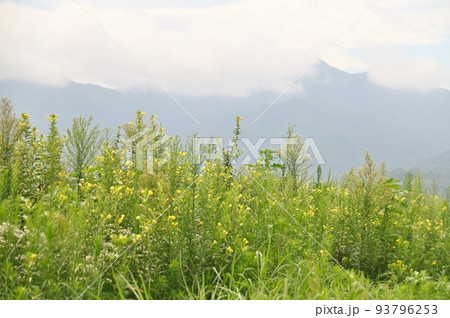 千曲川の河川敷に生える宵待ち草の群落 千曲川の河川敷に生える宵待ち草の群落 93796253
