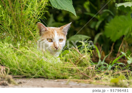 子猫「ミニラ」の一日～待ち伏せ～ 93796481