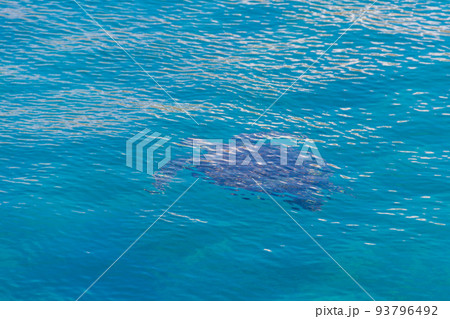 Sea turtle swimming in the Mediterranean Sea Sea turtle swimming in the Mediterranean Sea 93796492