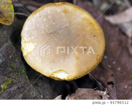 白いキノコのある風景 93796512