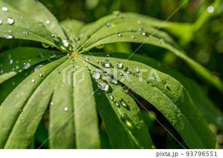 朝日に輝く雨上がりのルピナスの葉の水滴 93796551