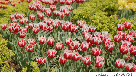 Red and yellow tulip flower garden park 93796751