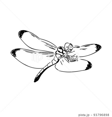 dragonfly black and white sketch with delicate wings vector illustration black and white sketch dragonfly black and white sketch with delicate wings vector illustration black and white sketch 93796898