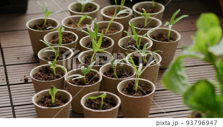Seeding in paper cup at home balcony 93796947