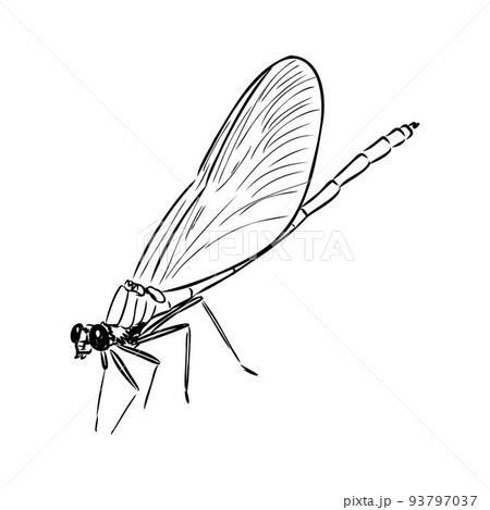 dragonfly black and white sketch with delicate wings vector illustration black and white sketch 93797037