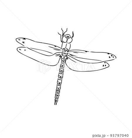 dragonfly black and white sketch with delicate wings vector illustration black and white sketch 93797040