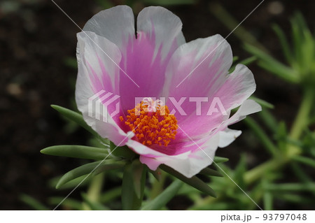 日本の夏の庭に咲く白とピンクの複色のマツバボタンの花 日本の夏の庭に咲く白とピンクの複色のマツバボタンの花 93797048
