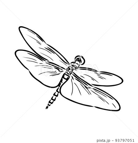 dragonfly black and white sketch with delicate wings vector illustration black and white sketch 93797051