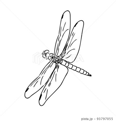 dragonfly black and white sketch with delicate wings vector illustration black and white sketch dragonfly black and white sketch with delicate wings vector illustration black and white sketch 93797055