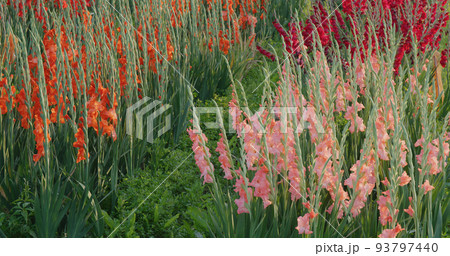 Red gladiolus flower farm with sunlight Red gladiolus flower farm with sunlight 93797440