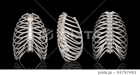 胸郭方位別一覧 93797463