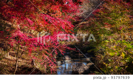 水辺の紅葉 紅葉時期の府中市郷土の森(東京都府中市) 水辺の紅葉 紅葉時期の府中市郷土の森(東京都府中市) 93797639