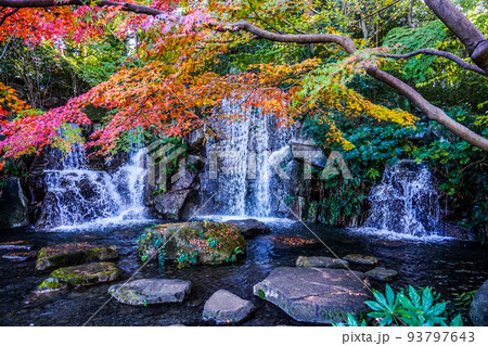 水辺の紅葉 紅葉時期の府中市郷土の森(東京都府中市) 水辺の紅葉 紅葉時期の府中市郷土の森(東京都府中市) 93797643