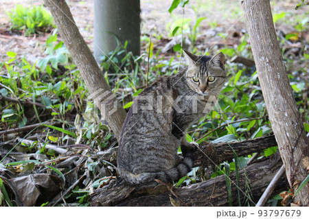 朽木の上のキジトラ猫 93797679