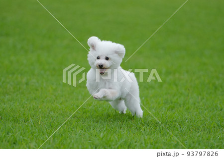 楽しそうに芝生を走る白犬 93797826