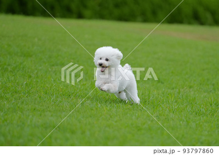 楽しそうに芝生を駆ける白犬 93797860