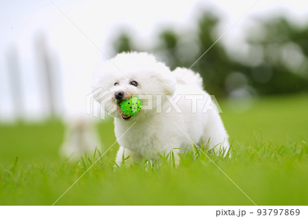 楽しそうに芝生を駆ける白犬 93797869