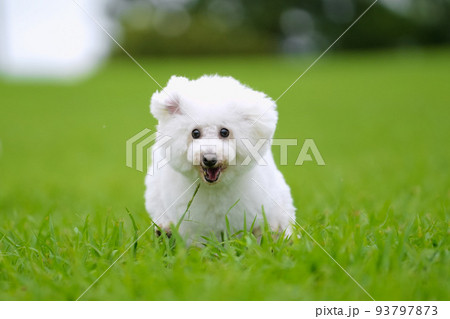 楽しそうに芝生を駆ける白犬 楽しそうに芝生を駆ける白犬 93797873