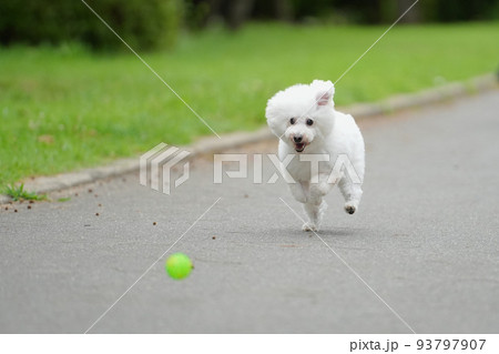 楽しそうに走る白犬 楽しそうに走る白犬 93797907