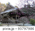 梅が咲く鎌倉市の妙本寺（祖師堂） 93797986