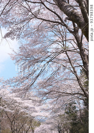 寺尾ヶ原千本桜公園の桜(岐阜県) 寺尾ヶ原千本桜公園の桜(岐阜県) 93798398