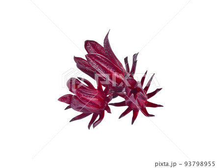 Roselle Hibiscus sabdariffa red fruit flower on white background. 93798955
