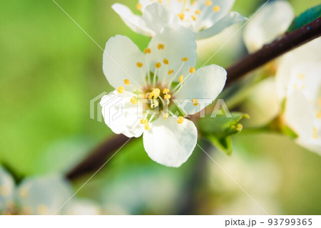 Fresh spring beautiful flowers of the cherry tree. 93799365