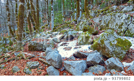 Beech Forest, Ordesa y Monte Perdido National Park, Spain 93799802