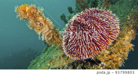 Common Urchin, Cabo Cope Puntas del Calnegre Regional Park, Spain 93799803