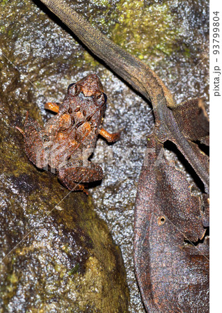 Tropical Frog, Marino Ballena National Park, Costa Rica 93799804