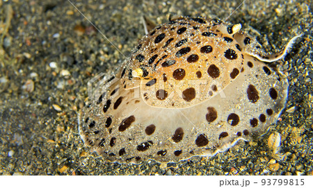 Sea Slug, North Sulawesi, Indonesia 93799815