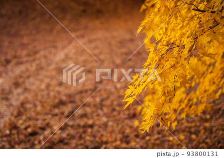 晩秋の紅葉 晩秋の紅葉 93800131