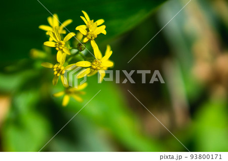 岐阜県の北アルプスの西穂高岳に咲くミヤマアキノキリンソウ 93800171