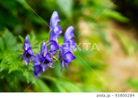 岐阜県の北アルプスの西穂高岳に咲くミヤマトリカブトの写真素材
