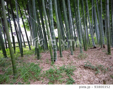東京都目黒区立 すずめのお宿緑地公園 目黒区碑文谷三丁目 竹林散策 野鳥が多く生息 令和3年6月 東京都目黒区立 すずめのお宿緑地公園 目黒区碑文谷三丁目 竹林散策 野鳥が多く生息 令和3年6月 93800352